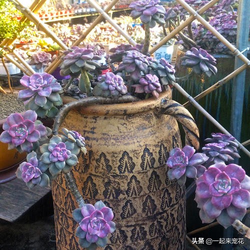 紫乐把叶子全部摘掉会爆头吗,紫乐砍头枝干还会爆头吗