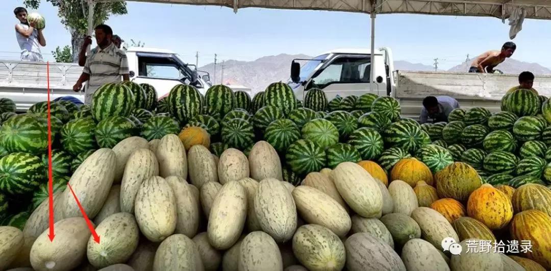 四川适合种植哈密瓜甜瓜品种,甜瓜种植技术新疆哈密瓜