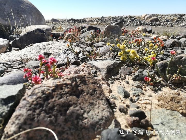 哈密戈壁之花图片,戈壁之花