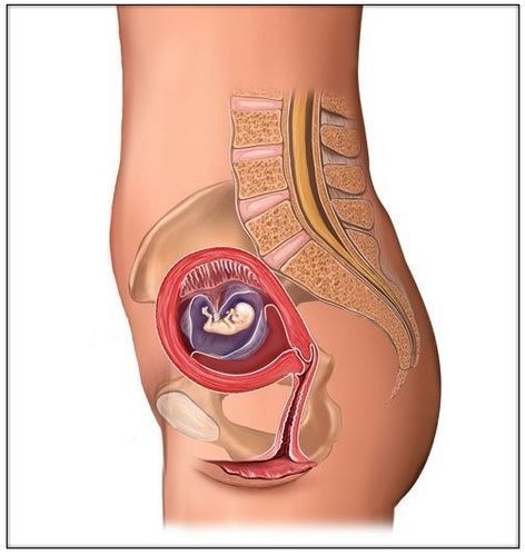 怀孕一到十个月胎儿图解,孕早期胎儿在肚子立体图