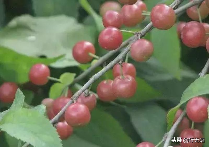 有趣的农村生活食物,农村生活农村娃农村美食
