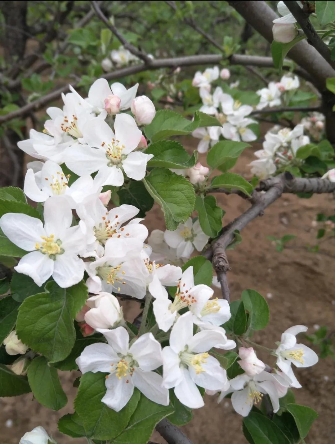 优花单果宝管用吗,优花单果宝疏果原理