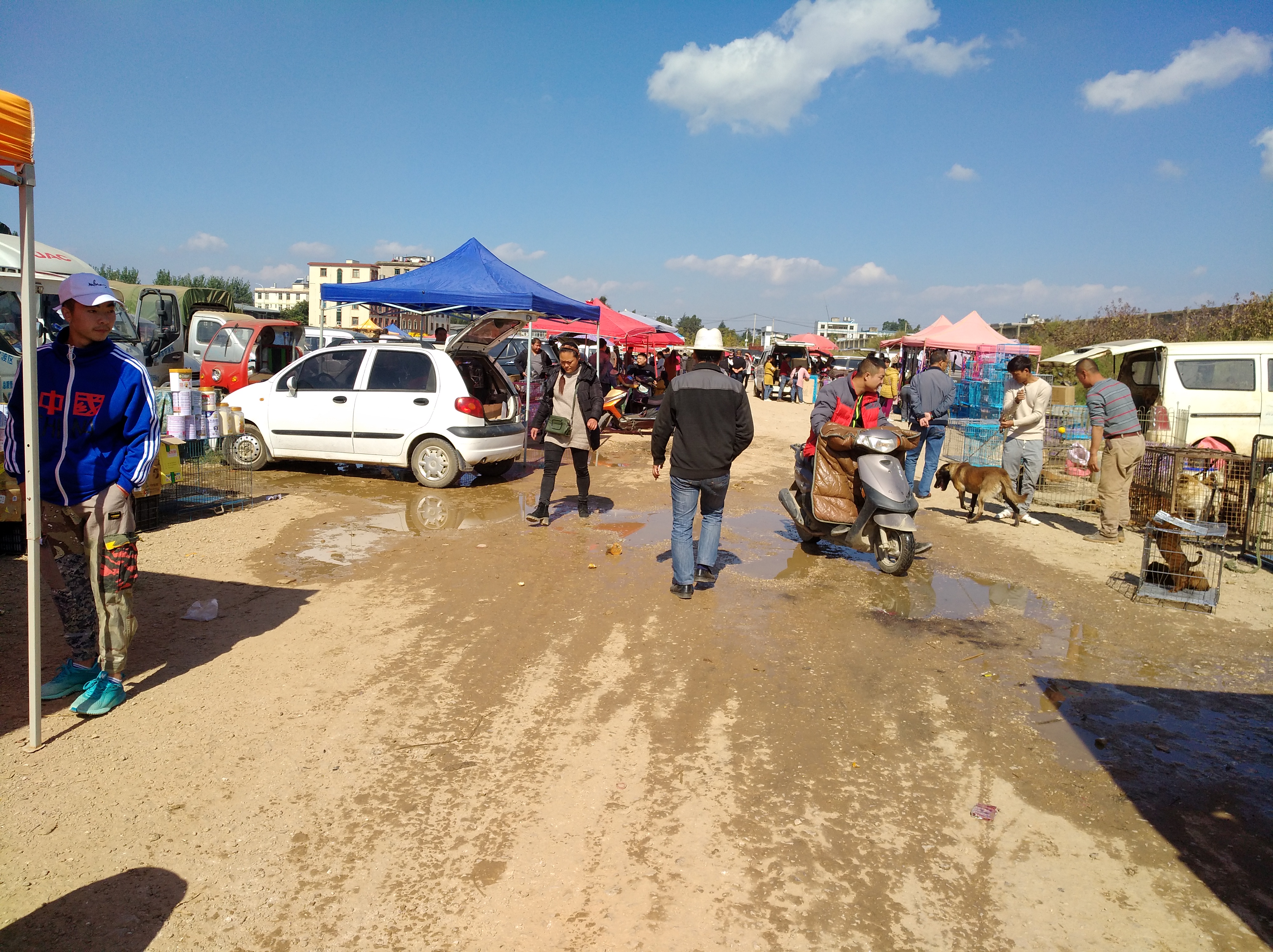 为什么不建议网上买狗狗,如何正确购买宠物狗