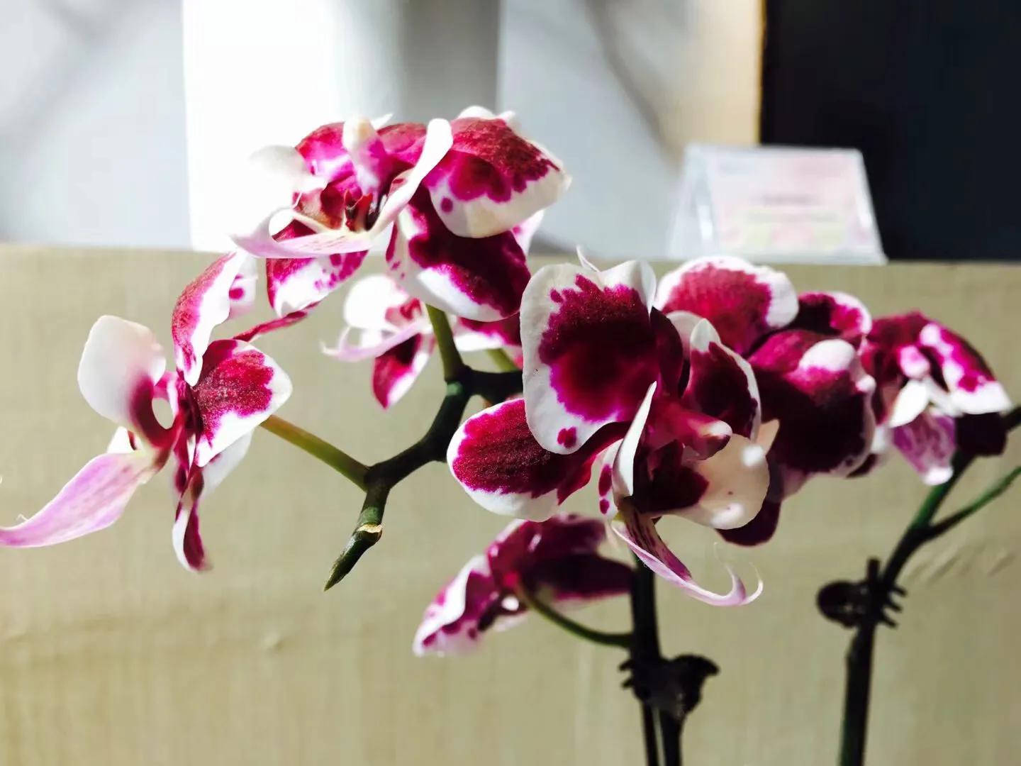 兰花最美的季节是冬季,北方冬季赏兰花