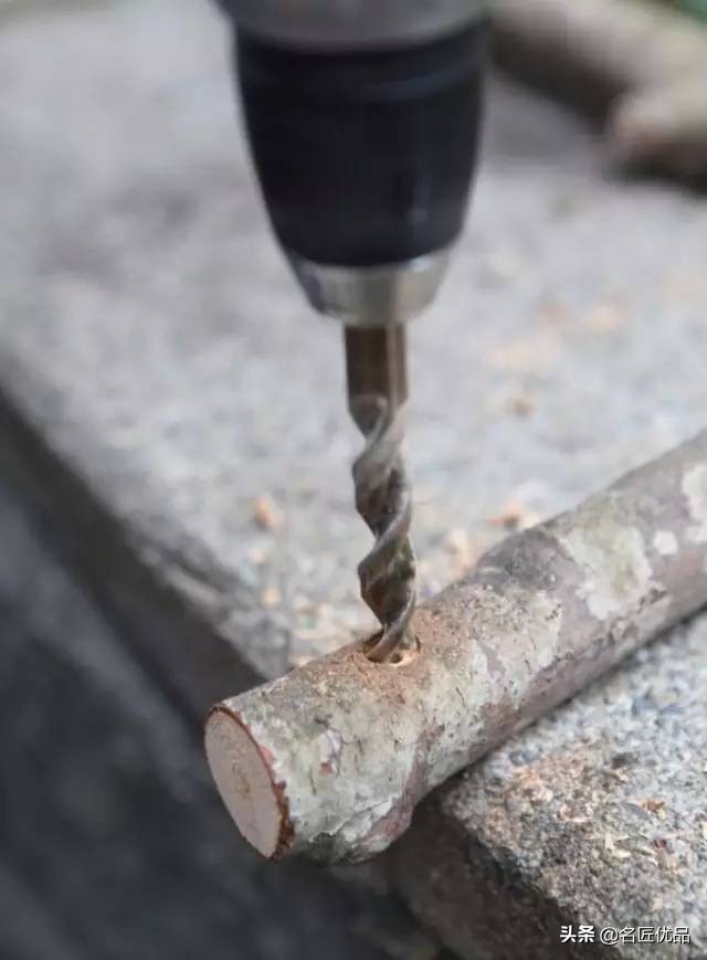 枯木再逢春老树发新芽,枯木再次逢春