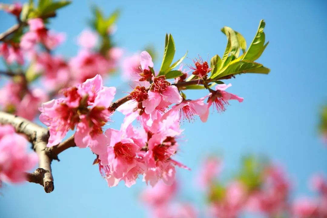 苏州赏花推荐景点有哪些,苏州赏花踏青攻略