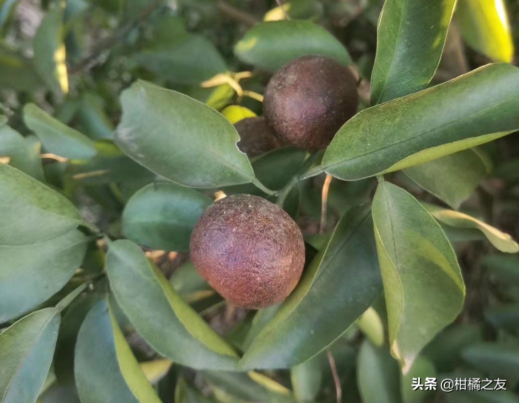 哪些农药可以用于防治柑橘锈壁虱,2021年柑橘锈壁虱什么时候适合打