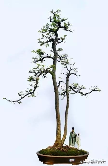 双干树,双干型果树