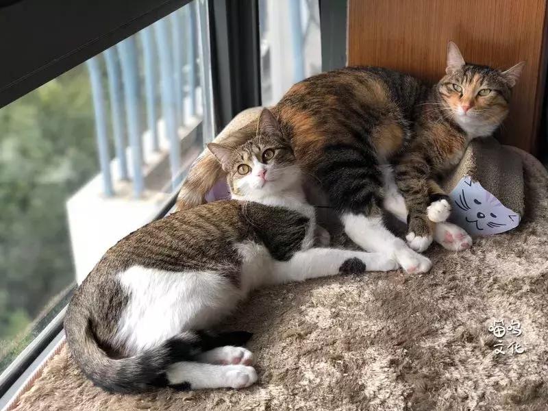 猫咪社会化行为如何训练,猫咪社会化训练多大开始