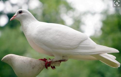 鸽子感冒了会引起什么症状,感冒喝鸽子会加重感冒吗