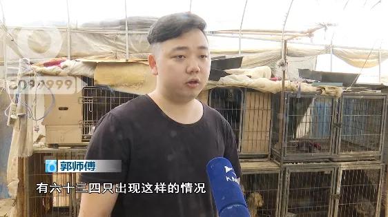 暴毙宠物犬后续,浑身抽搐的狗视频