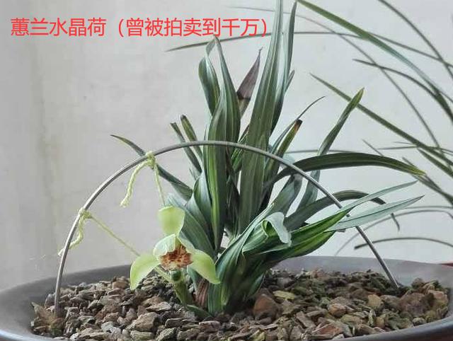 最名贵十种兰花品名及价格图片,十大名贵兰花有哪些品种