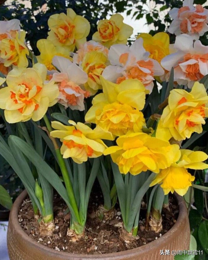 洋水仙没开花第二年能开花吗,洋水仙栽种多长时间可以开花