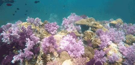 丽贝岛什么时候去最好,为什么要去人鱼岛