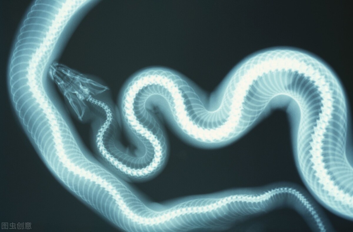 家蛇为何不咬人,为什么蟒蛇不咬人