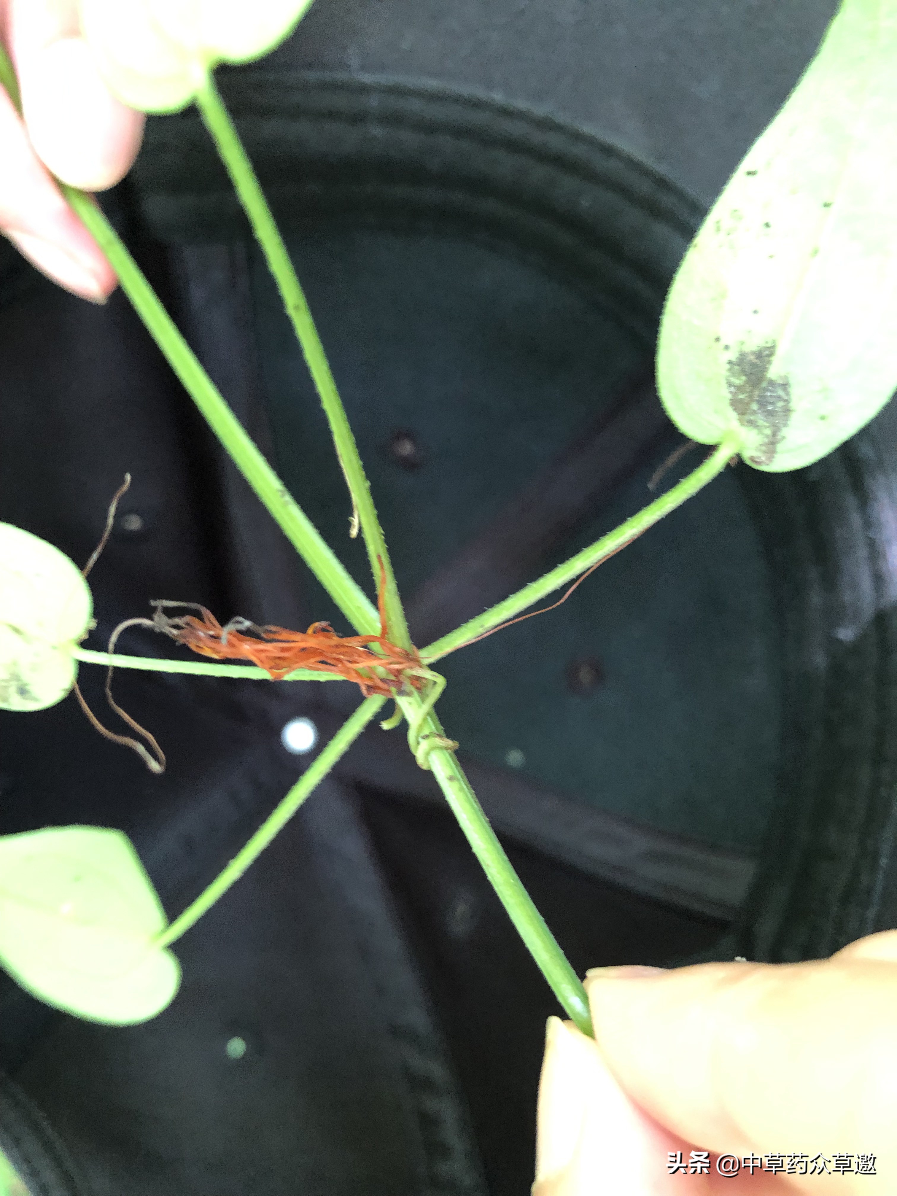 中药可以祛除皮肤染色吗,可以染色的中药