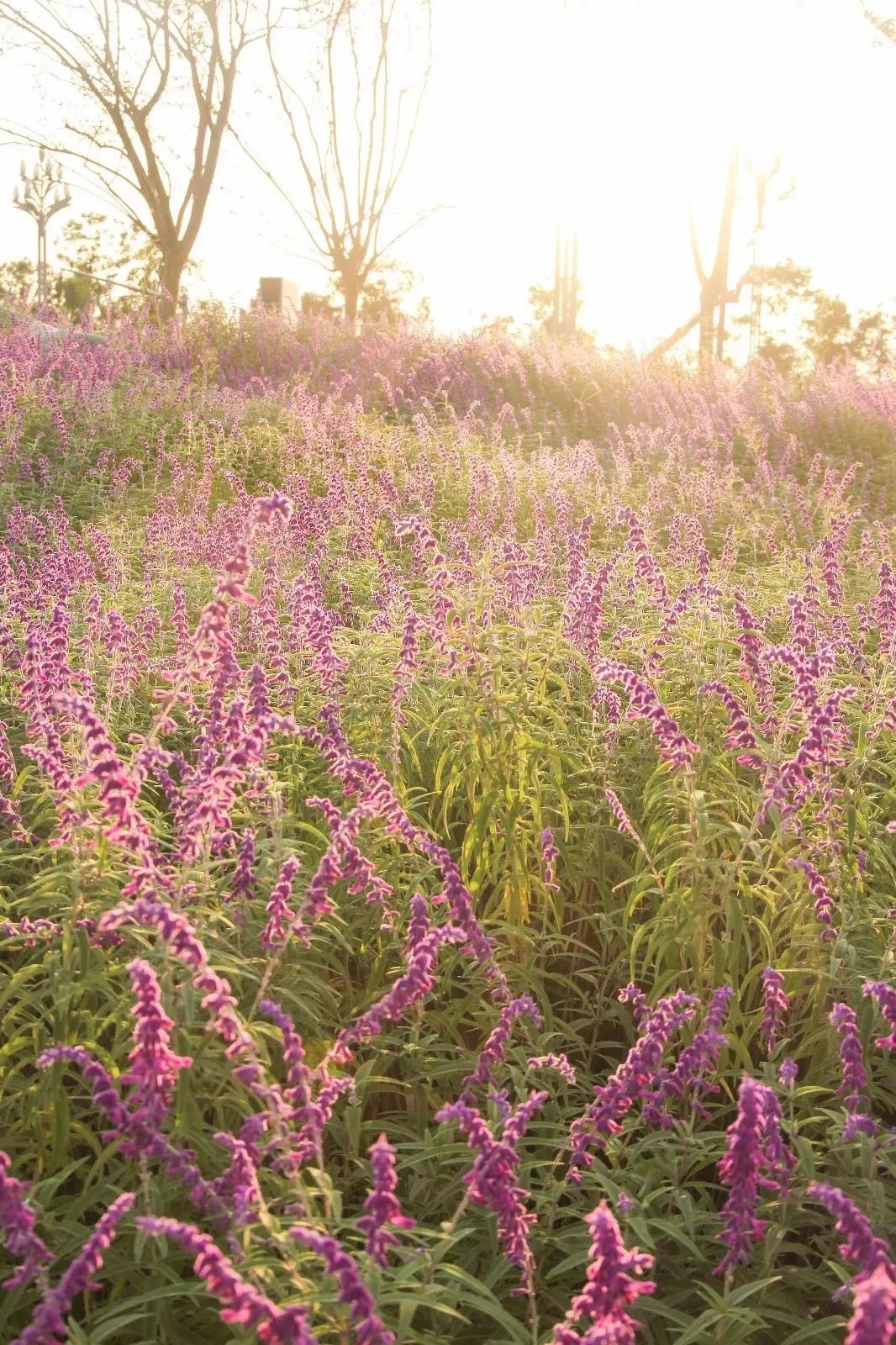 成都最有潜力的花园,成都是个大花园