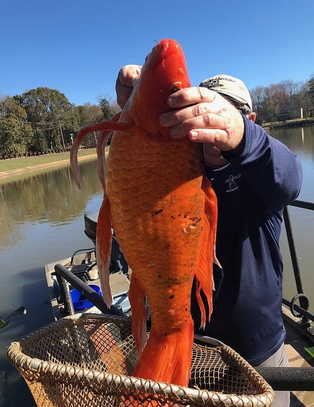 46厘米!18条金鱼引发美国人担忧,会像亚洲鲤鱼一样泛滥吗?