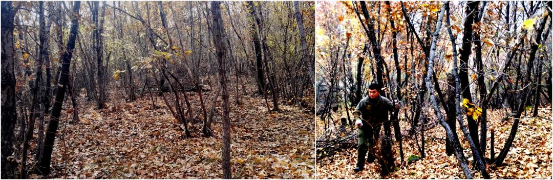 树木由来,树木从远古到现在