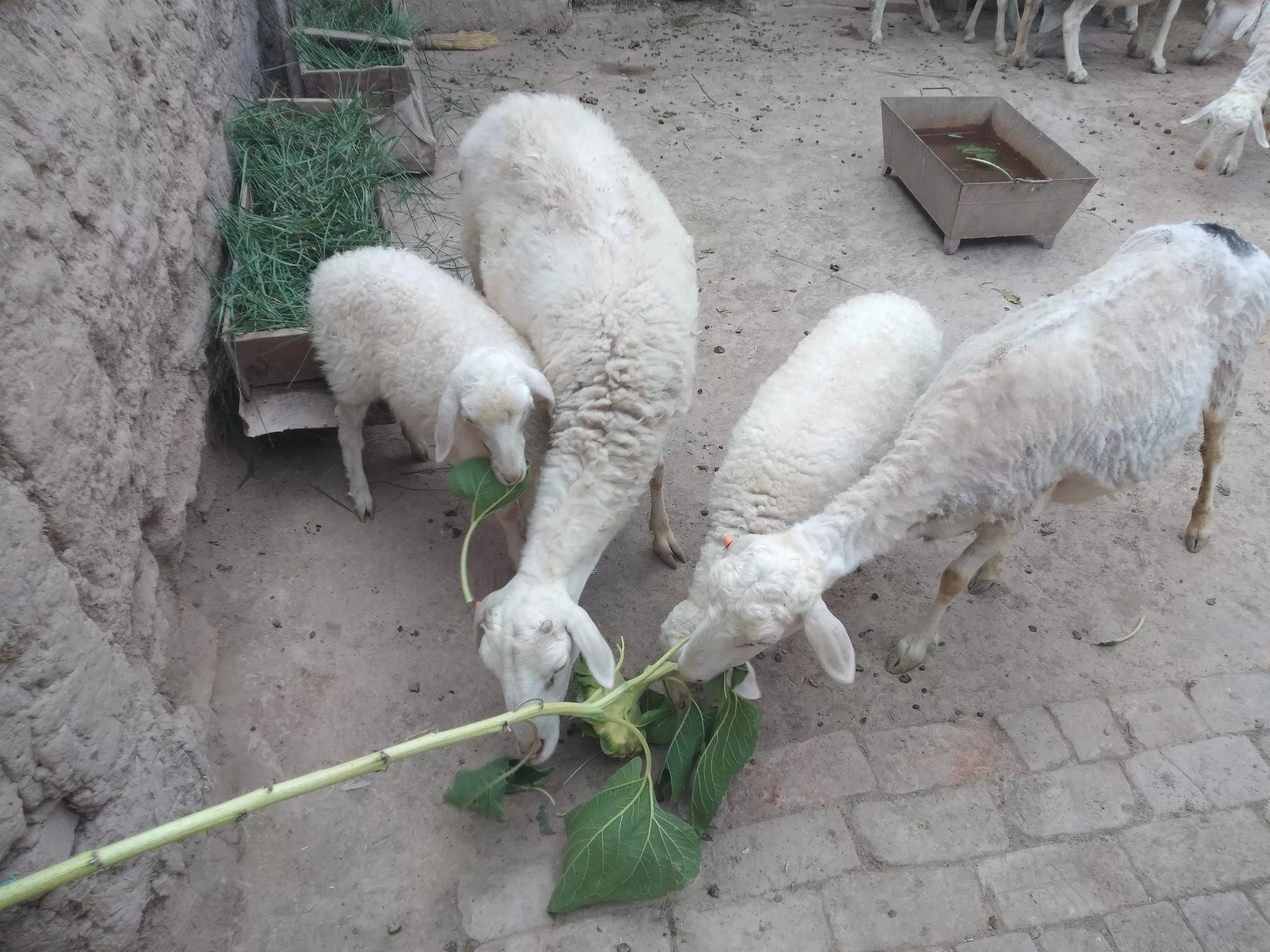 圈养羊怎么降低成本,如何圈养羊才能有好收益视频