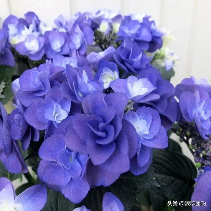 十种好看的绣球,最好看的绣球花视频