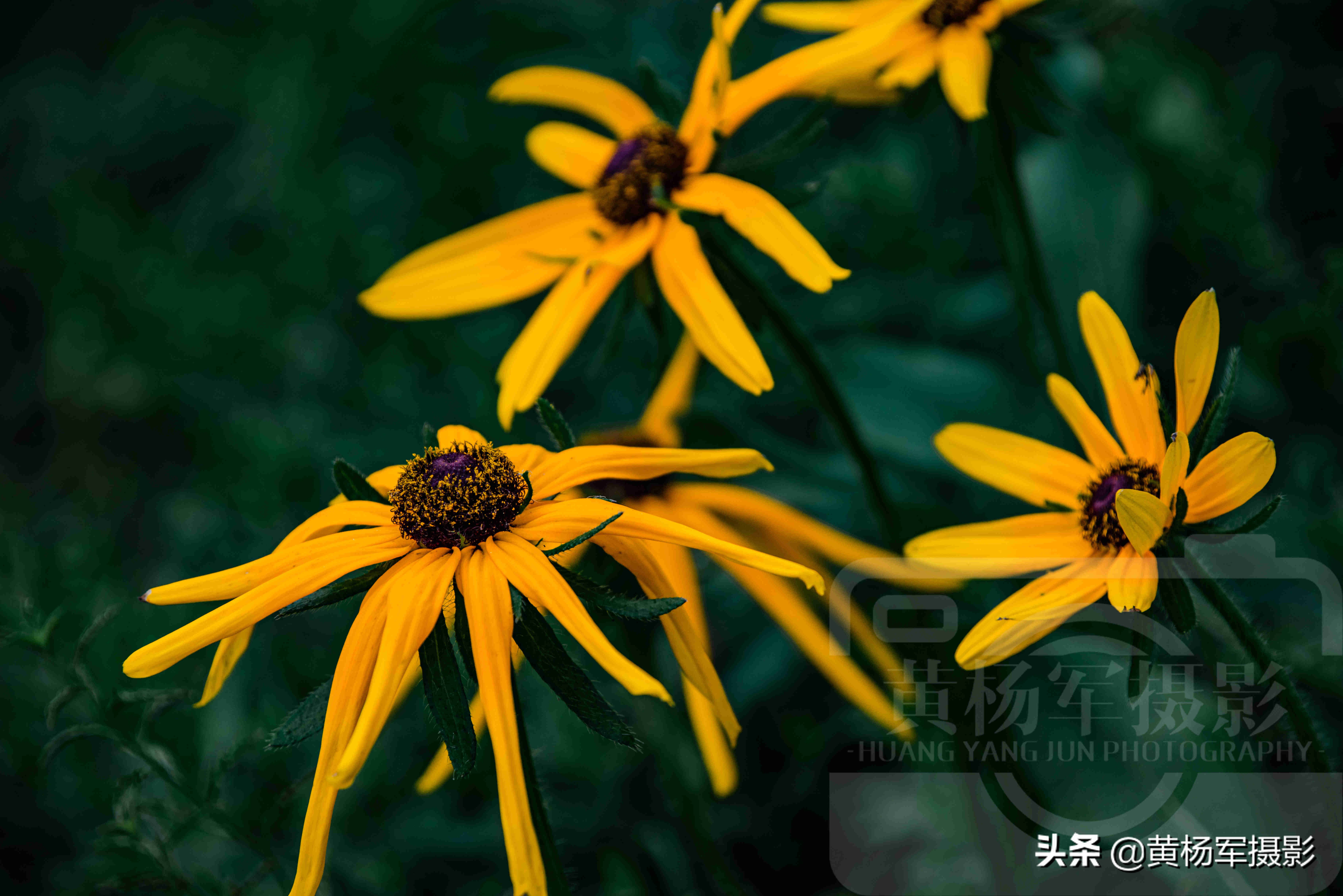 黑心金光菊雌雄同株还是雌雄异株,小向日葵和黑心金光菊有什么不同