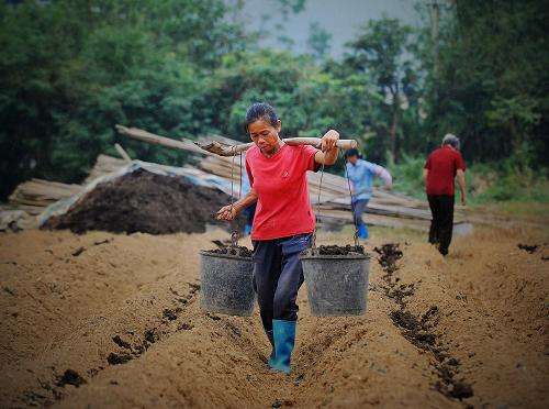 下雨天茄子预防病害,连续阴雨天如何防治茄子病虫害