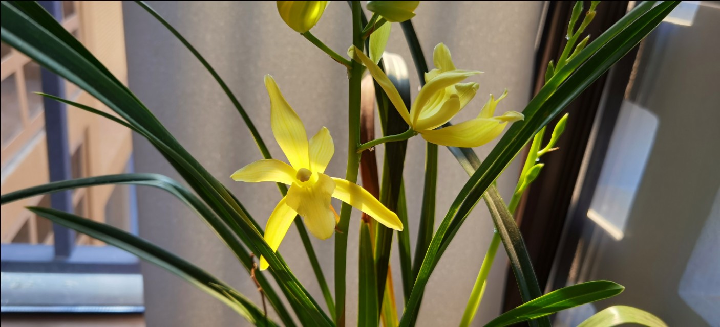 香味浓又勤花的兰花,兰花经典精品欣赏