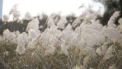 与儿子在家聊天,与儿偶遇诗句