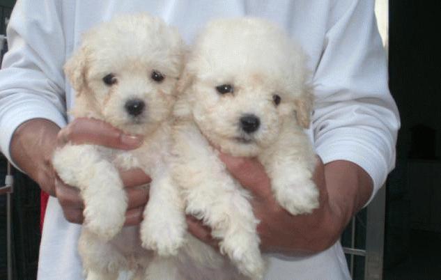 挑选比熊的品相,挑选比熊看牙齿