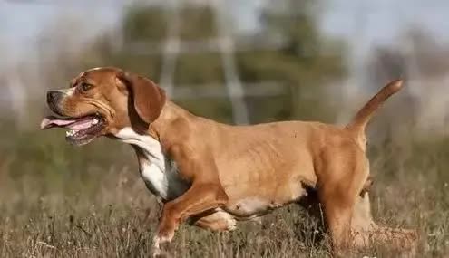 生病狗狗死之前的征兆,狗狗生病快不行的征兆