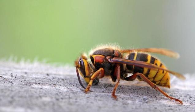 被马蜂蜇了有什么方法缓解,被马蜂蜇了的最快速处理办法
