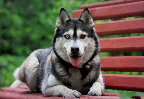 狗狗吃体内驱虫药后拉稀特别臭,狗狗不吃东西还拉稀特别臭