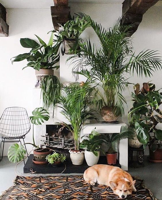 室内除甲醛最好的植被,室内植被存活率高的有哪些