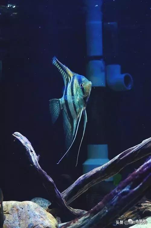 埃及观赏鱼的饲养要点,埃及神仙鱼的饲养技巧和方法