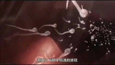 科学家发现精子与卵子,科学家发现精子和卵子