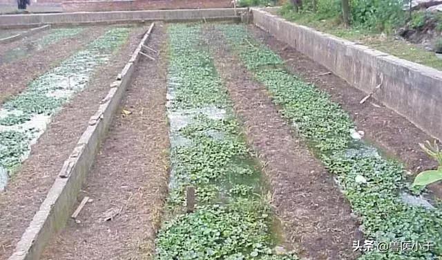 2021年农业养殖致富项目,黑龙江农村养殖致富好项目