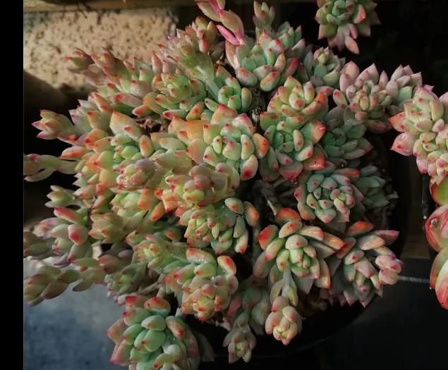 多肉养出状态来有多美?这102种多肉控养上色之后美呆了