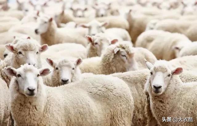 别傻乎乎分不清“羊绒大衣”和“双面呢大衣”,为什么差别10倍?