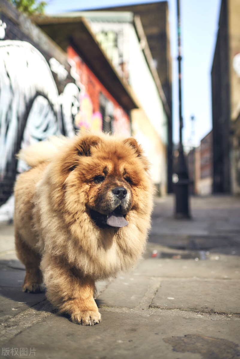 生活中松狮犬的养护须知是什么,松狮犬该怎么养这篇文章为你解读