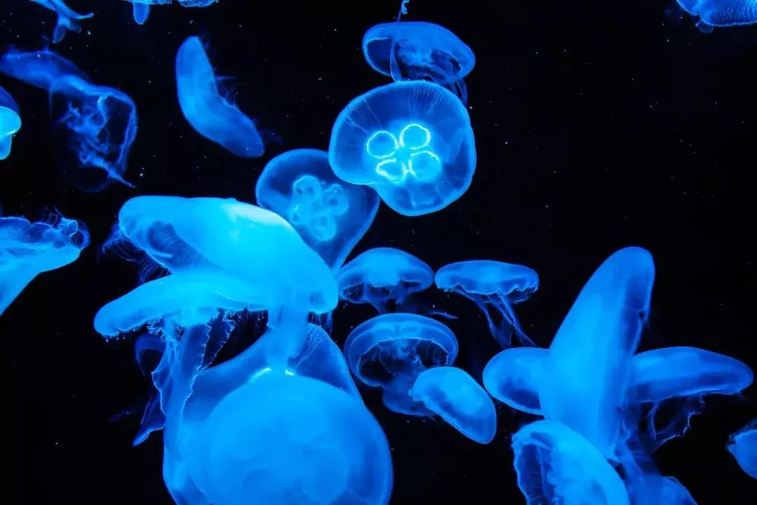 杭州1/10都不到的mini小国,性价比高到,去1趟=打卡好几个国家