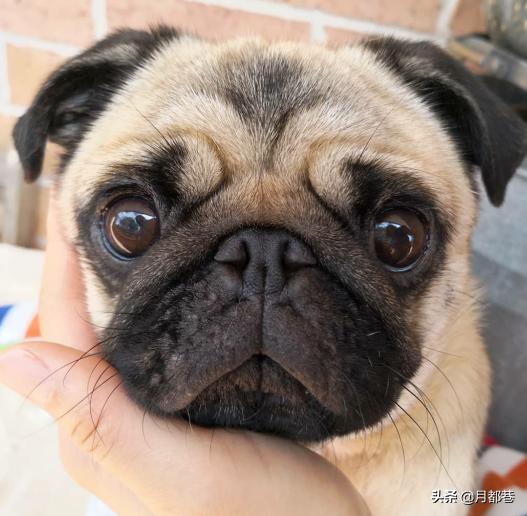 纯种巴哥犬怎么挑选巴哥犬,巴哥犬如何挑选好的狗粮