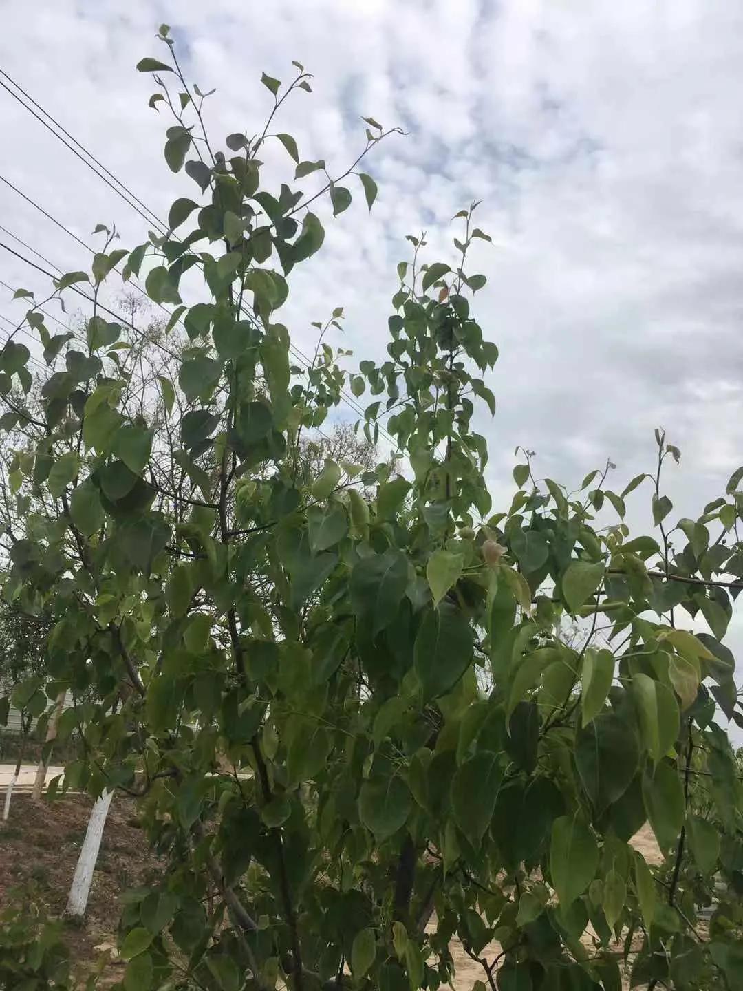 关于春日谷雨诗句,在谷雨诗词中留住最后一抹春色