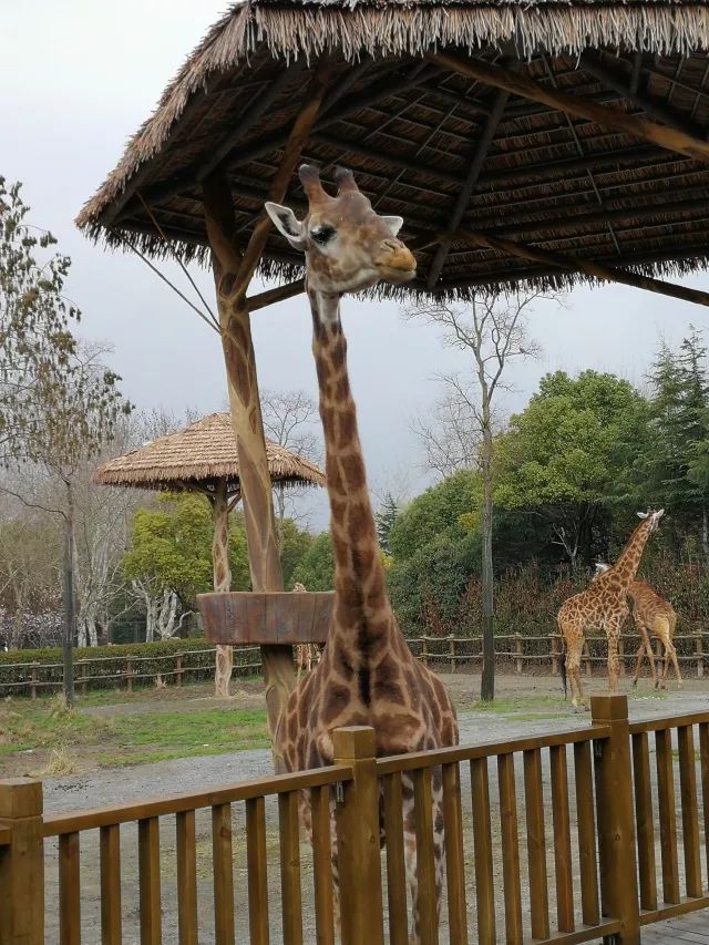 在上海迪士尼怎么玩比较快呢,在上海迪士尼玩一整天