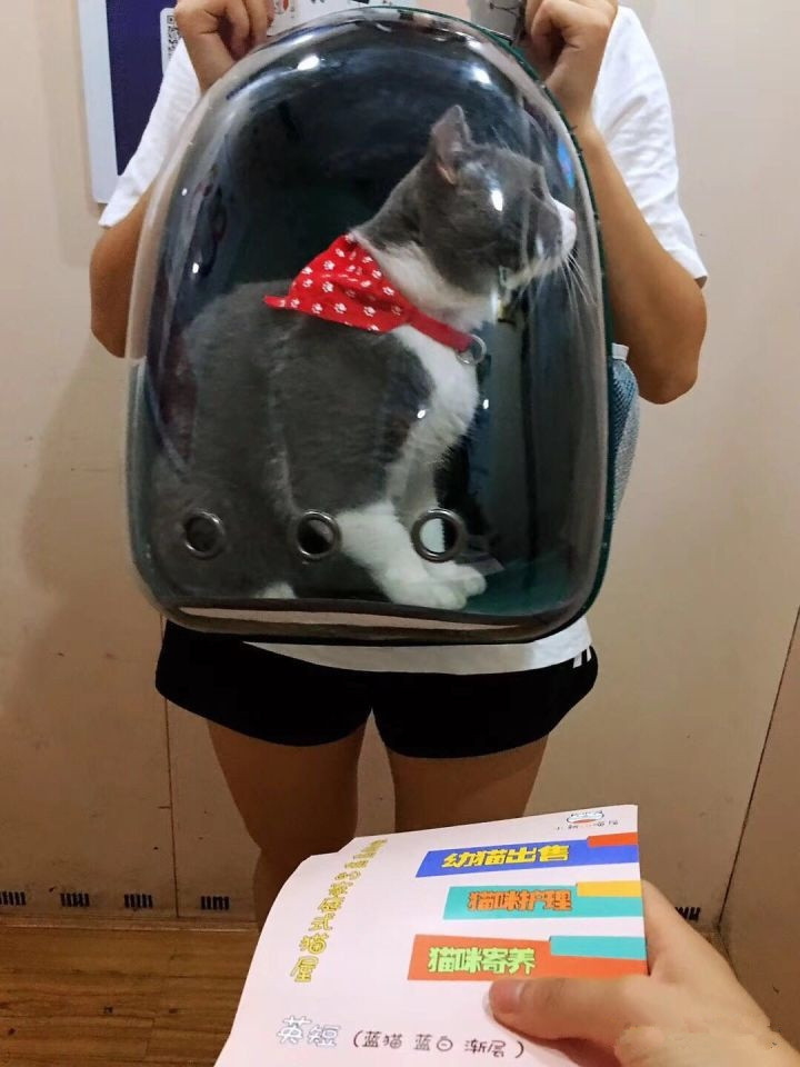 怎么防买到星期猫,如何避免在市场买到星期猫