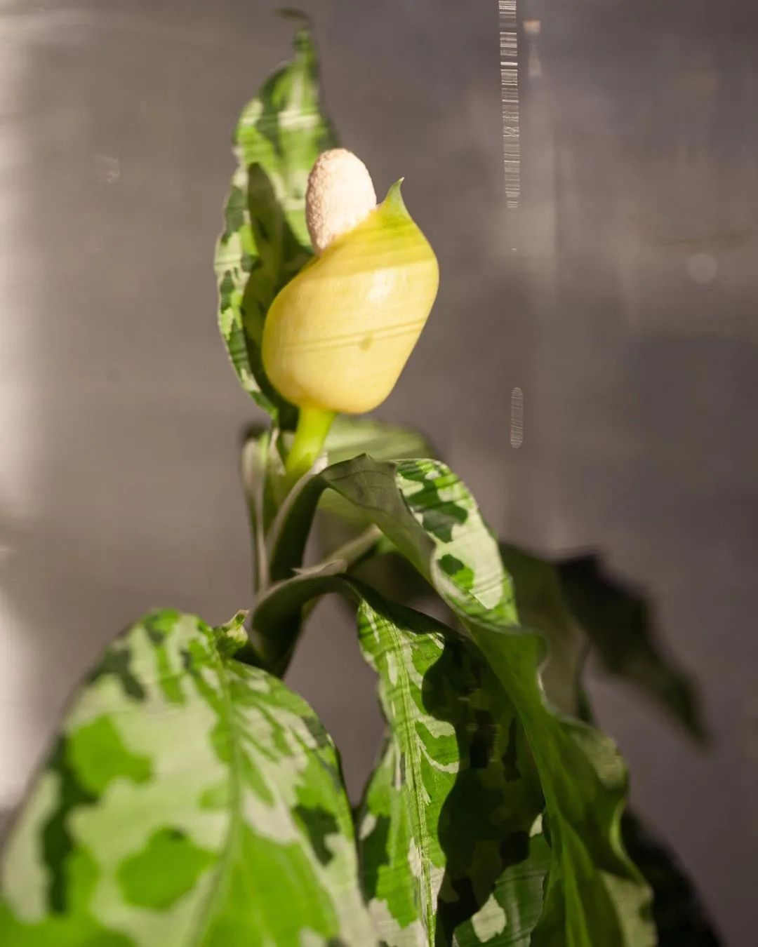 金盆洗手吧，植物杀手们