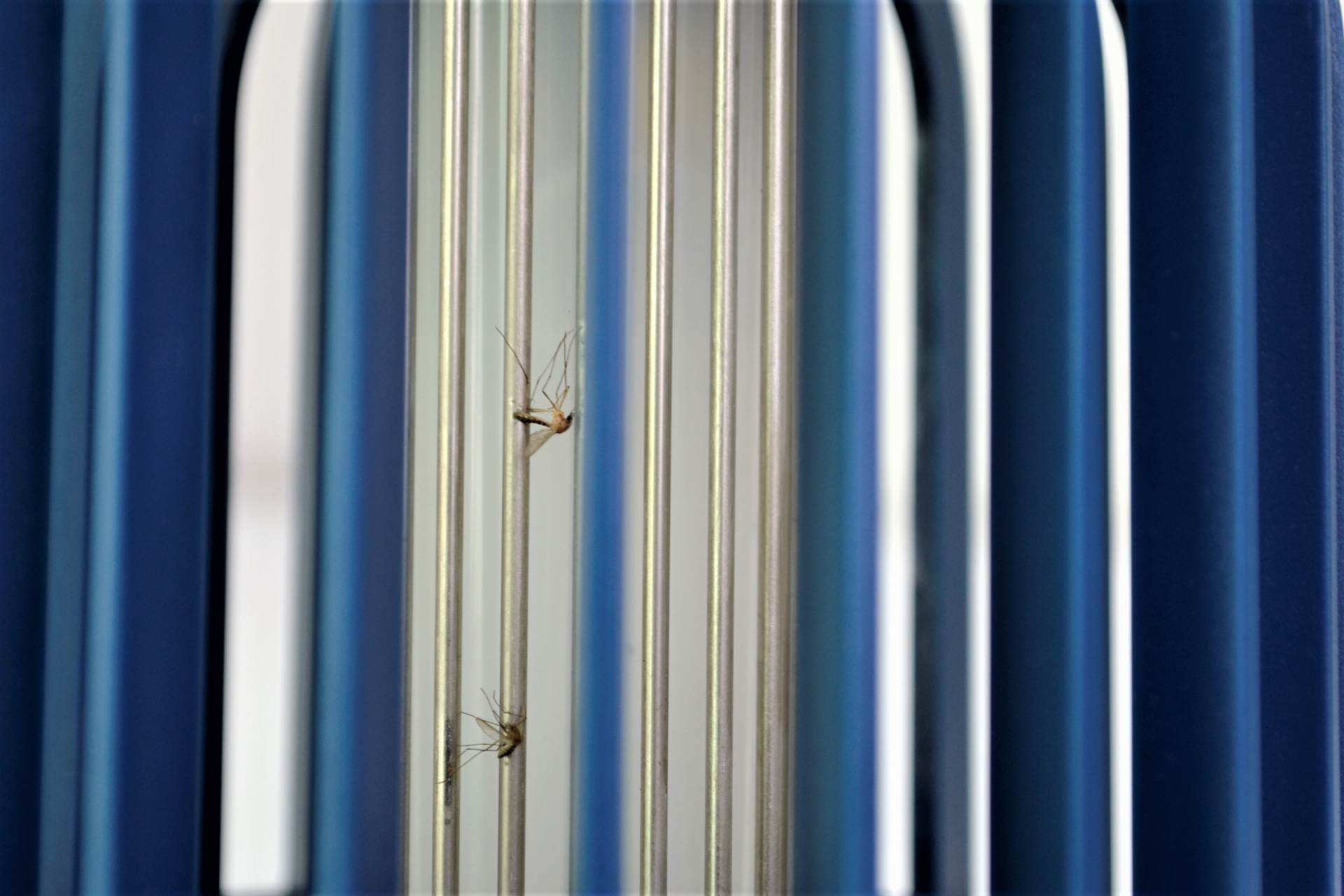 灭蚊灯怎么灭蚊,有效灭蚊灭蝇小妙招图片