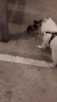 女孩在路边捡到一条流浪狗,男子捡到一条流浪狗