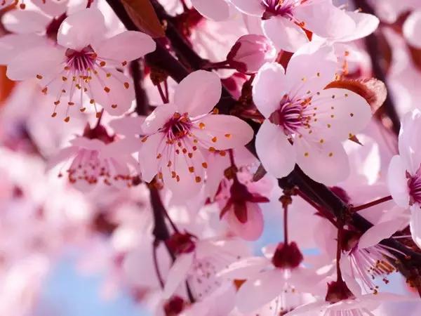 郊区园林绿化苗木品种,河南园林绿化苗木品种