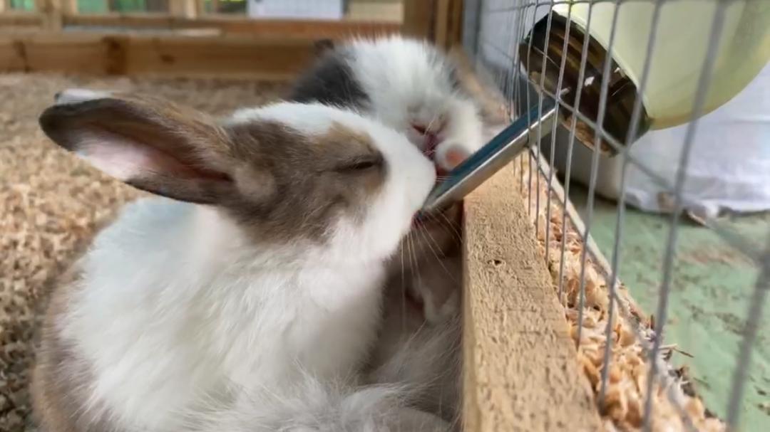 肇庆彩虹滑道在哪里,肇庆五天旅游攻略路线推荐